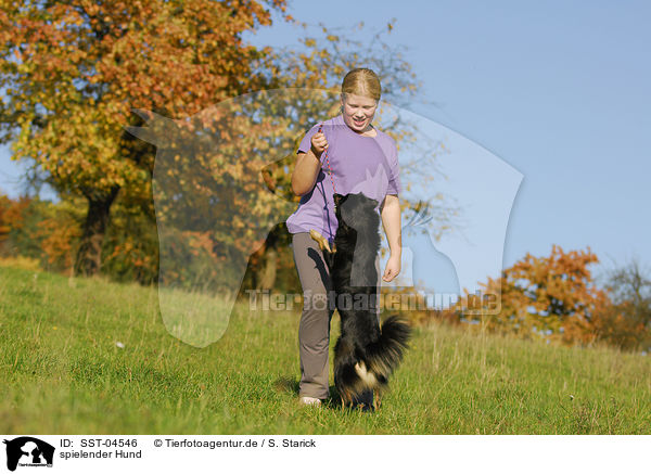 spielender Hund / SST-04546