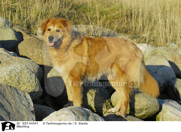 Mischling / Mongrel / SST-04547