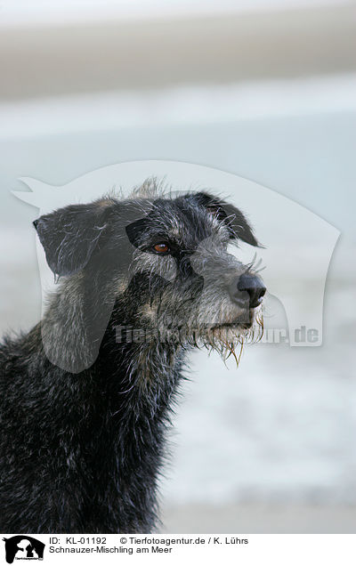 Schnauzer-Mischling am Meer / KL-01192