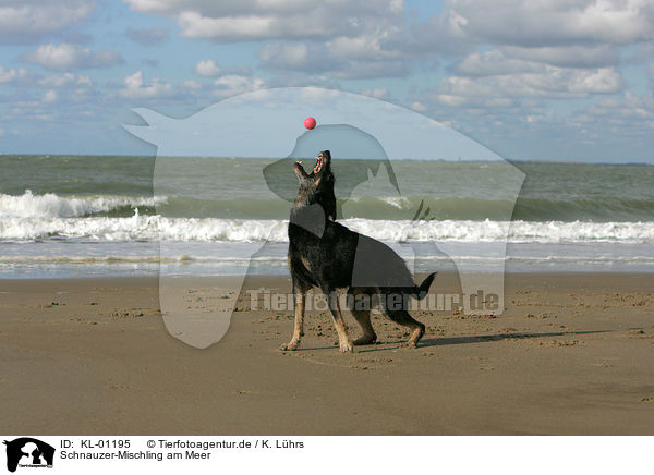 Schnauzer-Mischling am Meer / Schnauzer-Mongrel by the sea / KL-01195