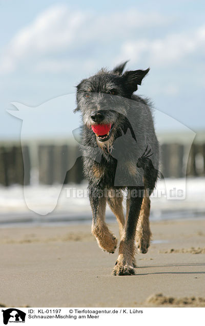 Schnauzer-Mischling am Meer / Schnauzer-Mongrel by the sea / KL-01197