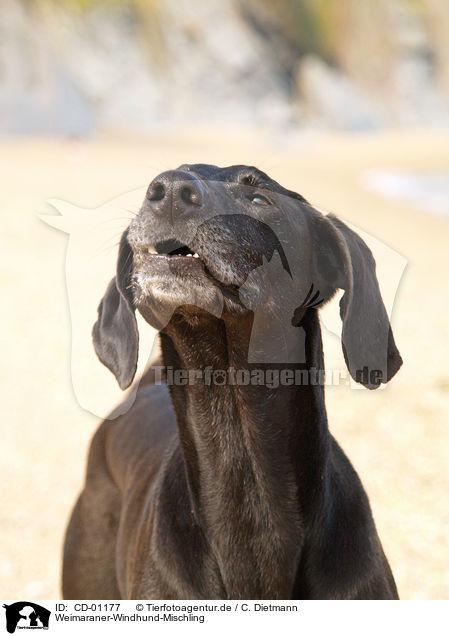 Weimaraner-Windhund-Mischling / Mongrel / CD-01177