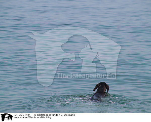 Weimaraner-Windhund-Mischling / Mongrel / CD-01181