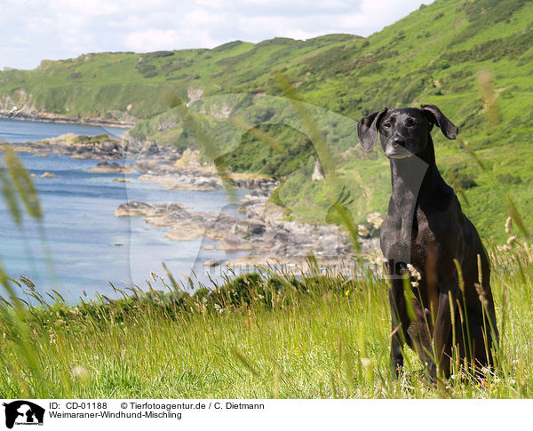 Weimaraner-Windhund-Mischling / Mongrel / CD-01188