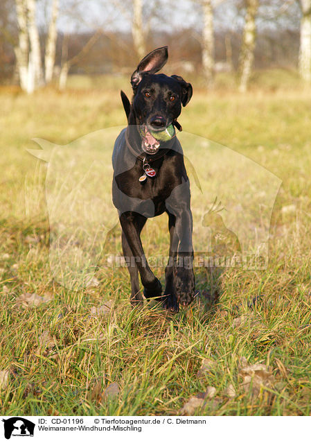 Weimaraner-Windhund-Mischling / Mongrel / CD-01196