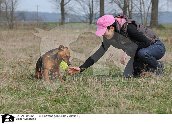 Boxer-Mischling / Boxer-Mongrel / AP-04851