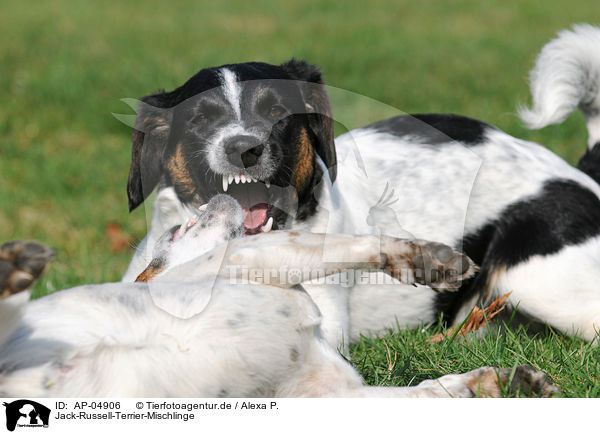Jack-Russell-Terrier-Mischlinge / Jack Russell Terrier Mongrels / AP-04906