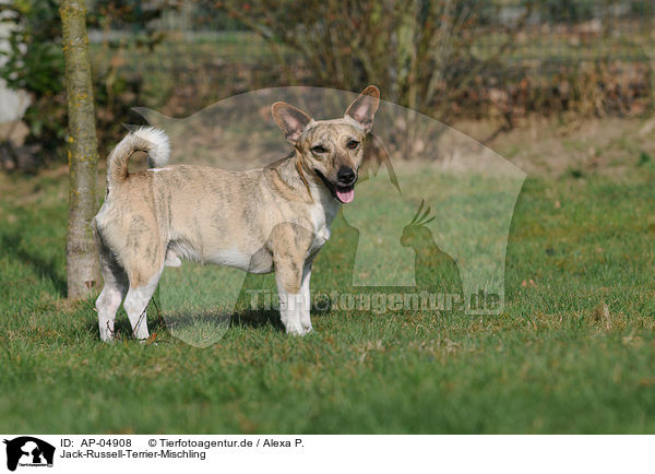 Jack-Russell-Terrier-Mischling / Jack Russell Terrier Mongrel / AP-04908