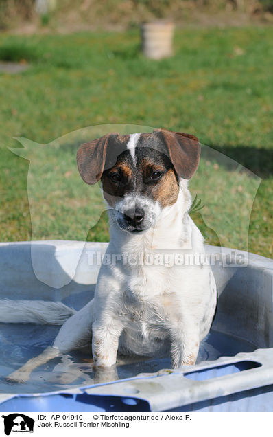 Jack-Russell-Terrier-Mischling / Jack Russell Terrier Mongrel / AP-04910