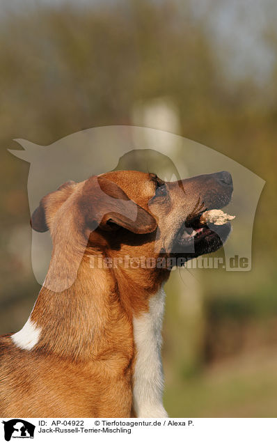 Jack-Russell-Terrier-Mischling / Jack Russell Terrier Mongrel / AP-04922