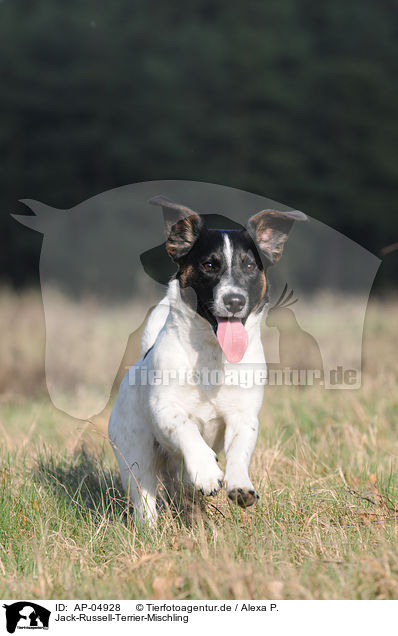 Jack-Russell-Terrier-Mischling / Jack Russell Terrier Mongrel / AP-04928