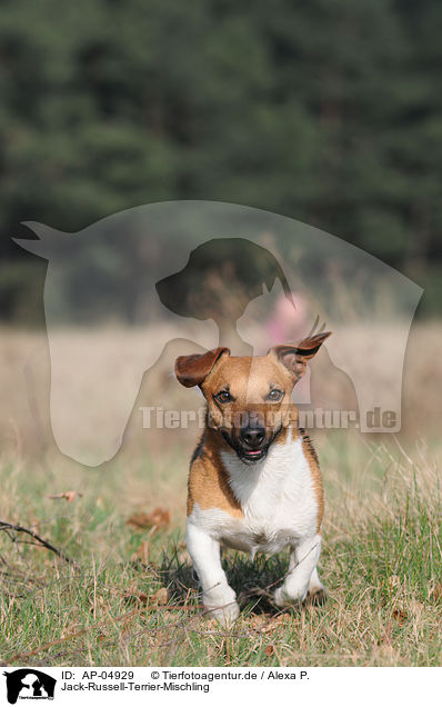 Jack-Russell-Terrier-Mischling / Jack Russell Terrier Mongrel / AP-04929