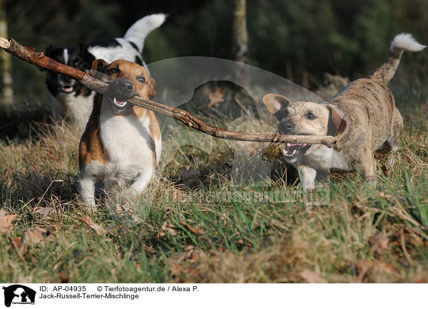 Jack-Russell-Terrier-Mischlinge / Jack Russell Terrier Mongrels / AP-04935