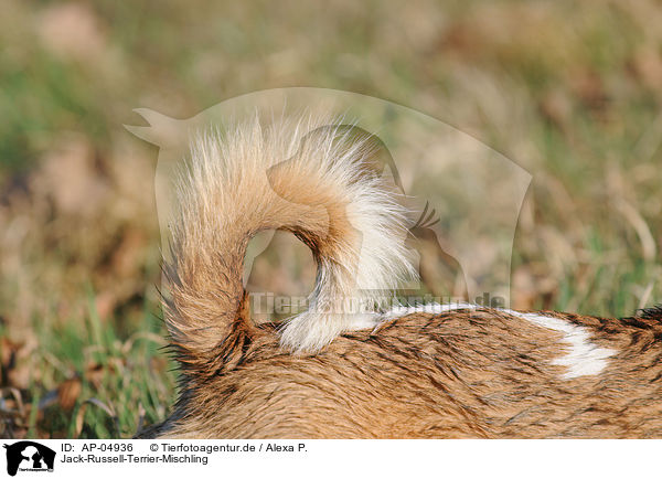 Jack-Russell-Terrier-Mischling / Jack Russell Terrier Mongrel / AP-04936