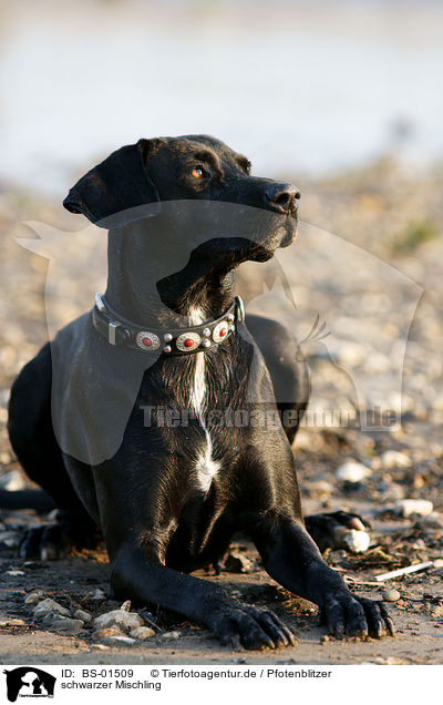 schwarzer Mischling / black mongrel / BS-01509