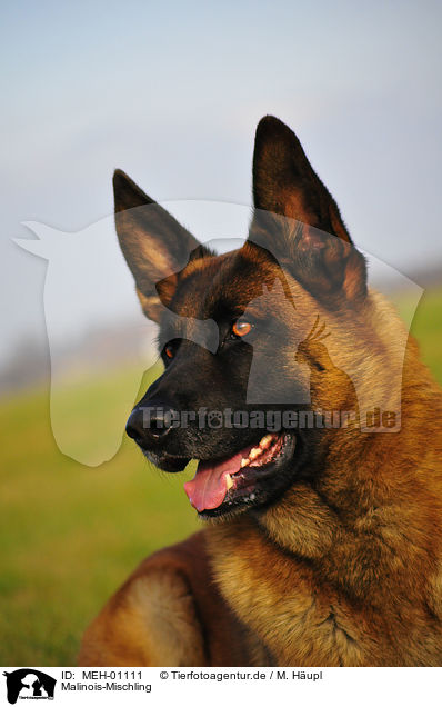 Malinois-Mischling / Malinois-Mongrel / MEH-01111