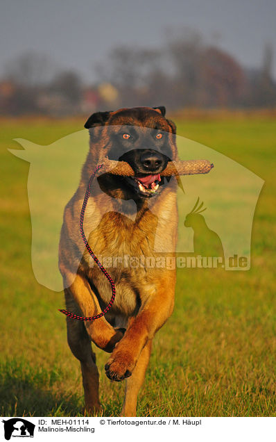 Malinois-Mischling / Malinois-Mongrel / MEH-01114