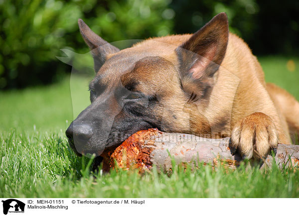 Malinois-Mischling / Malinois-Mongrel / MEH-01151