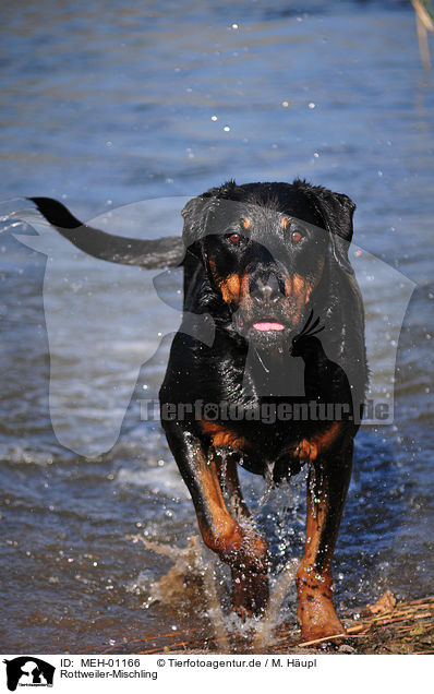 Rottweiler-Mischling / Rottweiler-Mongrel / MEH-01166