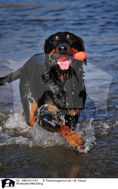 Rottweiler-Mischling / Rottweiler-Mongrel / MEH-01167