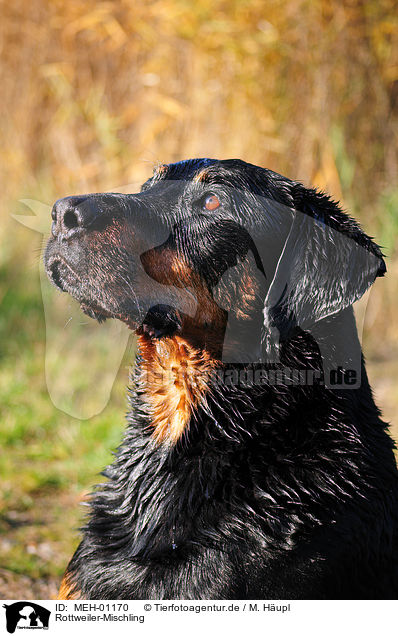 Rottweiler-Mischling / Rottweiler-Mongrel / MEH-01170