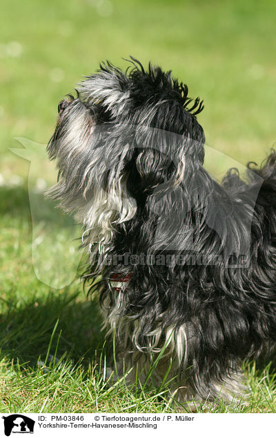 Yorkshire-Terrier-Havaneser-Mischling / Yorkshire-Terrier-Havanese-Mongrel / PM-03846