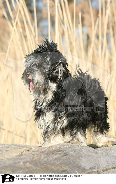 Yorkshire-Terrier-Havaneser-Mischling / Yorkshire-Terrier-Havanese-Mongrel / PM-03881