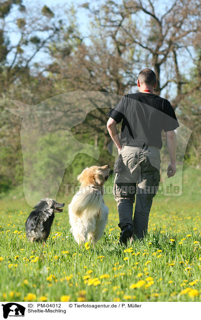 Sheltie-Mischling / Sheltie-Mongrel / PM-04012