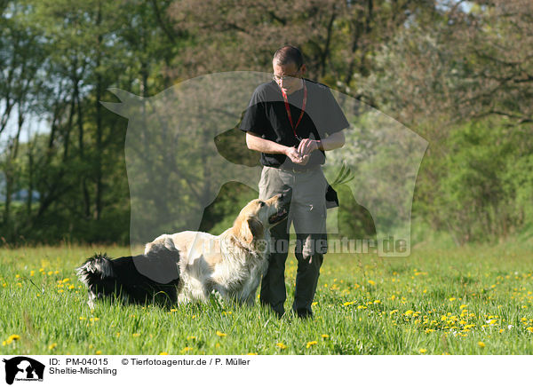 Sheltie-Mischling / Sheltie-Mongrel / PM-04015