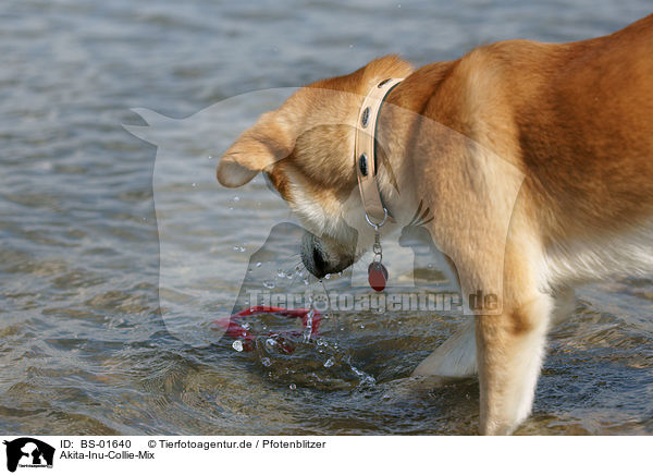 Akita-Inu-Collie-Mix / Akita-Inu-Collie mongrel / BS-01640