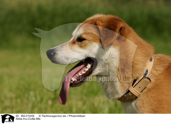 Akita-Inu-Collie-Mix / Akita-Inu-Collie mongrel / BS-01646