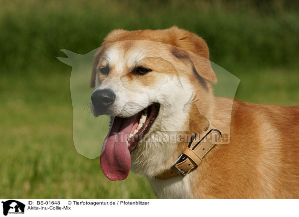 Akita-Inu-Collie-Mix / Akita-Inu-Collie mongrel / BS-01648