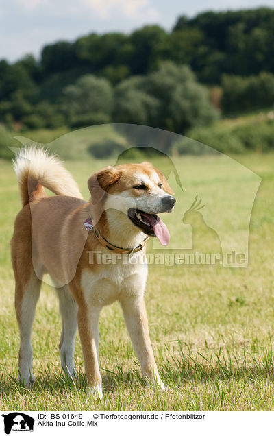 Akita-Inu-Collie-Mix / Akita-Inu-Collie mongrel / BS-01649