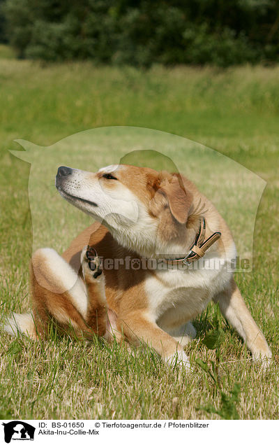 Akita-Inu-Collie-Mix / Akita-Inu-Collie mongrel / BS-01650
