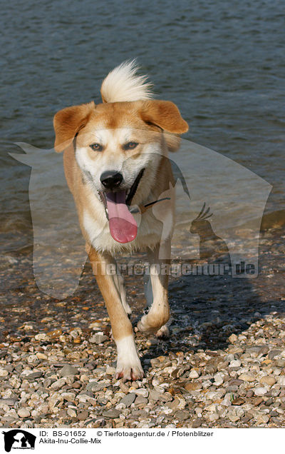 Akita-Inu-Collie-Mix / Akita-Inu-Collie mongrel / BS-01652