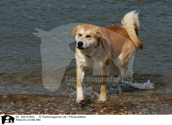 Akita-Inu-Collie-Mix / Akita-Inu-Collie mongrel / BS-01653