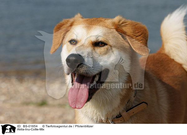 Akita-Inu-Collie-Mix / Akita-Inu-Collie mongrel / BS-01654