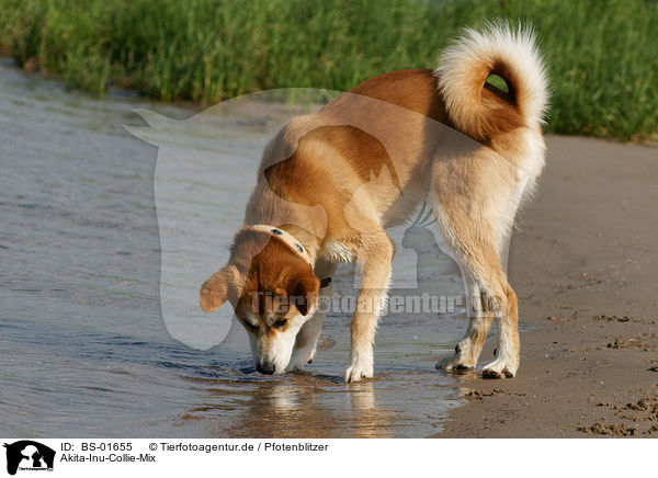 Akita-Inu-Collie-Mix / Akita-Inu-Collie mongrel / BS-01655