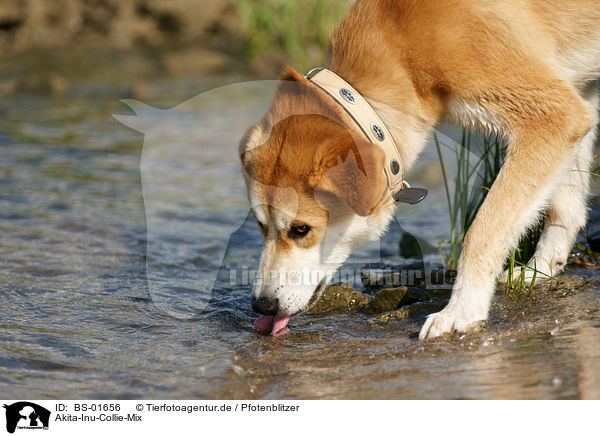 Akita-Inu-Collie-Mix / Akita-Inu-Collie mongrel / BS-01656