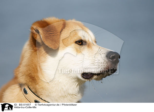 Akita-Inu-Collie-Mix / Akita-Inu-Collie mongrel / BS-01657