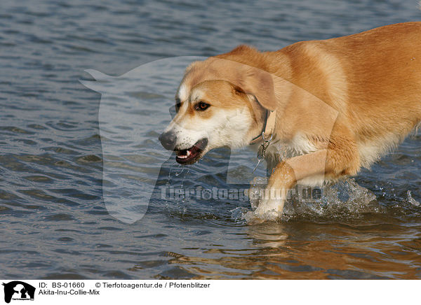 Akita-Inu-Collie-Mix / Akita-Inu-Collie mongrel / BS-01660