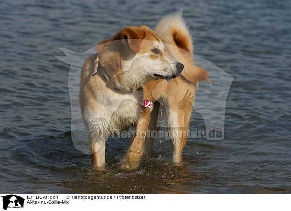 Akita-Inu-Collie-Mix / Akita-Inu-Collie mongrel / BS-01661
