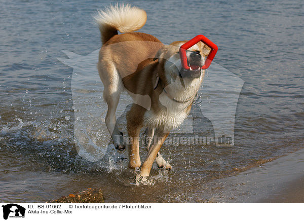 Akita-Inu-Collie-Mix / Akita-Inu-Collie mongrel / BS-01662