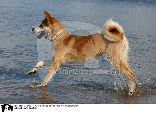 Akita-Inu-Collie-Mix / Akita-Inu-Collie mongrel / BS-01663
