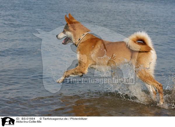 Akita-Inu-Collie-Mix / Akita-Inu-Collie mongrel / BS-01664