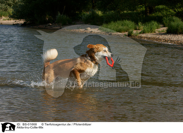 Akita-Inu-Collie-Mix / Akita-Inu-Collie mongrel / BS-01668