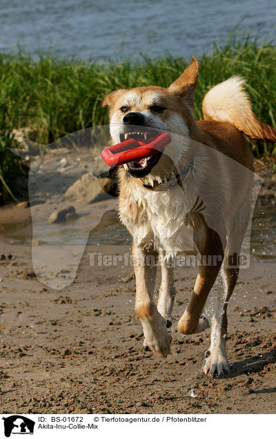 Akita-Inu-Collie-Mix / Akita-Inu-Collie mongrel / BS-01672