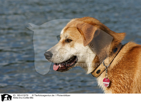 Akita-Inu-Collie-Mix / Akita-Inu x Collie mongrel / BS-01676