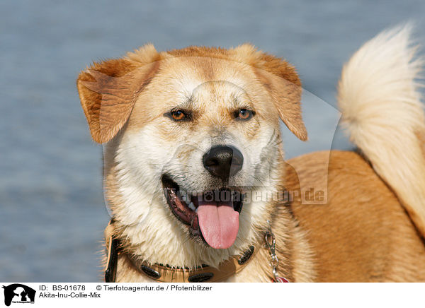 Akita-Inu-Collie-Mix / Akita-Inu-Collie mongrel / BS-01678