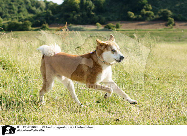 Akita-Inu-Collie-Mix / Akita-Inu-Collie mongrel / BS-01680